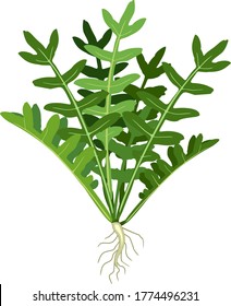 Arugula (Rucola or Rocket salad) plant with green leaves and root system isolated on white background