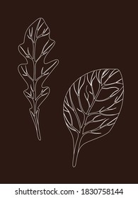 Arugula rucola (rocket salad) and spinach. Leaves isolated on brown background. Line Vector illustration. Fresh herbs. Vegetarian Ingredient. Organic food. Logo, packaging, print, market store