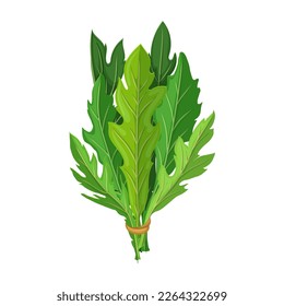 arugula salad cartoon. fresh vegetable vegetarian, green healthy, plant rucola food, leaf arugula salad vector illustration