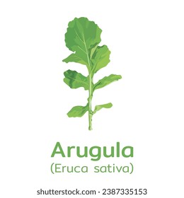 Arugula with scientific name isolated on a white background. vector illustration.