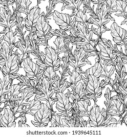 Arugula seamless pattern. Arugula leaves on a white background. Spicy and aromatic Italian seasoning. Hand-drawn vector illustration