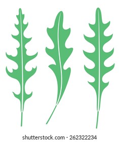 Arugula set. Isolated arugula on white background