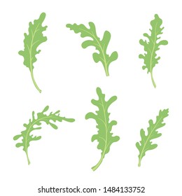 Arugula set, vector illustration on white background