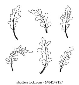 Arugula set, vector illustration on white background