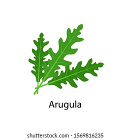 Arugula spice - vector illustration in flat design isolated on white background.