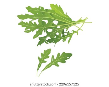 Arugula spice - vector illustration in flat design isolated on white background. Two small green rocket leaves. Fresh arugula. Natural ingredient. Culinary herb. Flat vector design