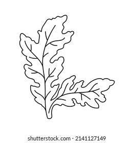 Arugula spices. Cooking ingredient. Line icon. Editable stroke size. Vector sketch illustration.