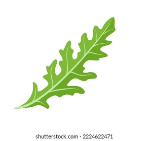 Arugula vector icon. Fresh salad green leaf. Simple flat illustration.