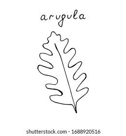 Arugula, ilustración vectorial, dibujo manual