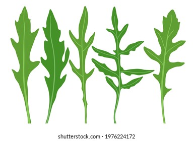 Arugula. Vector image of arugula leaves isolated on white background.