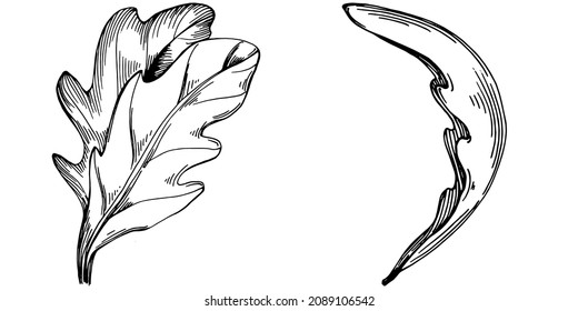 Vector de Arugula planta aislada con hojas. Ilustración de estilo con grabado de hierbas. Esbozo detallado del producto orgánico.El mejor para el diseño logotipo, menú, etiqueta, icono, sello.