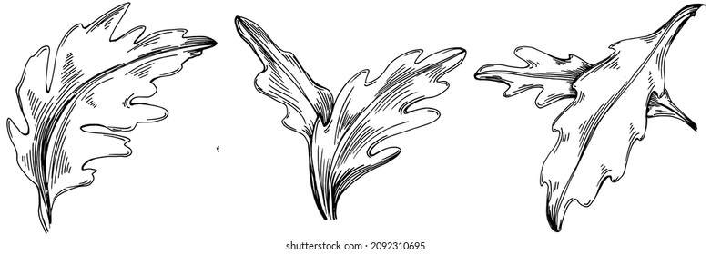 Arugula vector isolated plant with leaves. Herbal engraved style illustration. Detailed organic product sketch.The best for design logo, menu, label, icon, stamp.