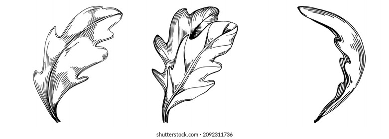 Arugula vector isolated plant with leaves. Herbal engraved style illustration. Detailed organic product sketch.The best for design logo, menu, label, icon, stamp.