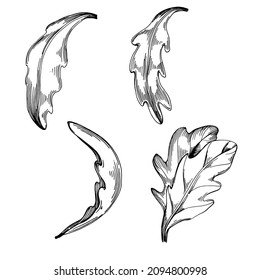 Arugula vector isolated plant with leaves. Herbal engraved style illustration. Detailed organic product sketch.The best for design logo, menu, label, icon, stamp.