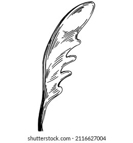 Arugula vector isolated plant with leaves. Herbal engraved style illustration. Detailed organic product sketch.The best for design logo, menu, label, icon, stamp.