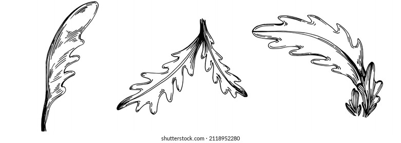 Arugula vector isolated plant with leaves. Herbal engraved style illustration. Detailed organic product sketch.The best for design logo, menu, label, icon, stamp.