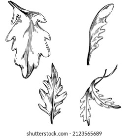Vector de Arugula planta aislada con hojas. Ilustración de estilo con grabado de hierbas. Esbozo detallado del producto orgánico.El mejor para el diseño logotipo, menú, etiqueta, icono, sello.