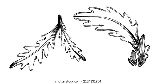 Arugula vector isolated plant with leaves. Herbal engraved style illustration. Detailed organic product sketch.The best for design logo, menu, label, icon, stamp.