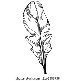 Arugula vector isolated plant with leaves. Herbal engraved style illustration. Detailed organic product sketch.The best for design logo, menu, label, icon, stamp.