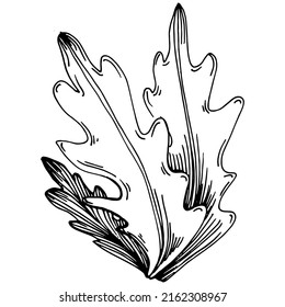 Vector de Arugula planta aislada con hojas. Ilustración de estilo con grabado de hierbas. Esbozo detallado del producto orgánico.El mejor para el diseño logotipo, menú, etiqueta, icono, sello.
