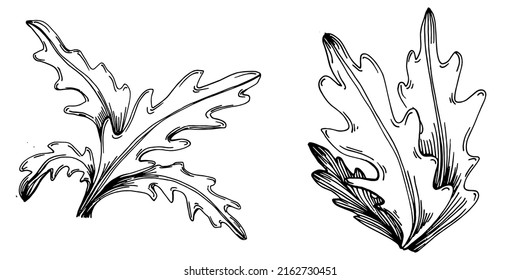 Vector de Arugula planta aislada con hojas. Ilustración de estilo con grabado de hierbas. Esbozo detallado del producto orgánico.El mejor para el diseño logotipo, menú, etiqueta, icono, sello.