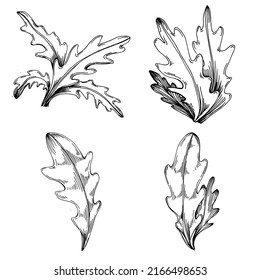 Vector de Arugula planta aislada con hojas. Ilustración de estilo con grabado de hierbas. Esbozo detallado del producto orgánico.El mejor para el diseño logotipo, menú, etiqueta, icono, sello.