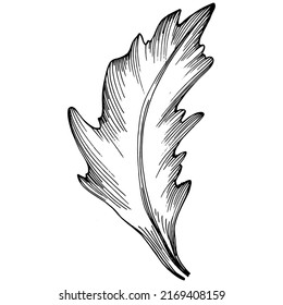 Arugula vector isolated plant with leaves. Herbal engraved style illustration. Detailed organic product sketch.The best for design logo, menu, label, icon, stamp.