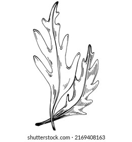 Arugula vector isolated plant with leaves. Herbal engraved style illustration. Detailed organic product sketch.The best for design logo, menu, label, icon, stamp.