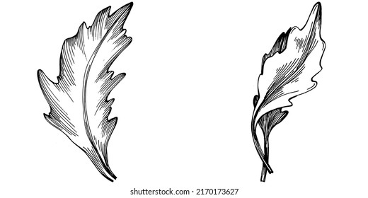 Arugula vector isolated plant with leaves. Herbal engraved style illustration. Detailed organic product sketch.The best for design logo, menu, label, icon, stamp.