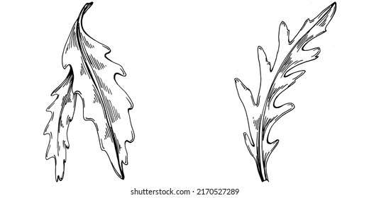 Arugula vector isolated plant with leaves. Herbal engraved style illustration. Detailed organic product sketch.The best for design logo, menu, label, icon, stamp.