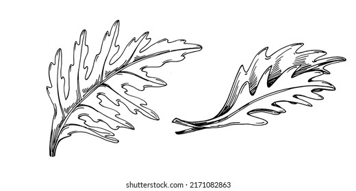 Vector de Arugula planta aislada con hojas. Ilustración de estilo con grabado de hierbas. Esbozo detallado del producto orgánico.El mejor para el diseño logotipo, menú, etiqueta, icono, sello.