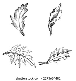 Vector de Arugula planta aislada con hojas. Ilustración de estilo con grabado de hierbas. Esbozo detallado del producto orgánico.El mejor para el diseño logotipo, menú, etiqueta, icono, sello.
