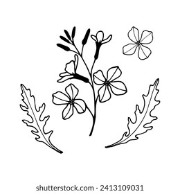 Arugula. Vector stock illustration eps10. Hand drawing. Outline, isolate on a white background.