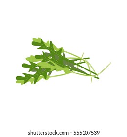 Arugula vegetable  isolated on white background.Vector illustration in flat style.