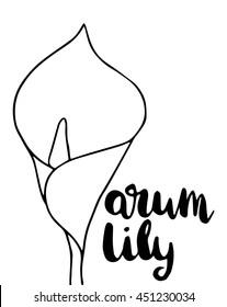 arum lily on white background