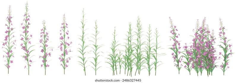 Aruncus sylvester flower plants nature gardening backgrounds 3d rendering