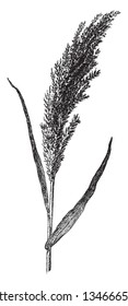 Arundo Donax is common known as giant reed. The flowers clusters are one to two feet long, vintage line drawing or engraving illustration.