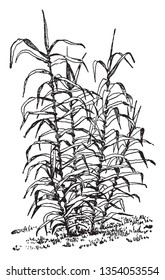 Arundo Donax is common known as giant reed. It is grows twenty feet tall, vintage line drawing or engraving illustration.