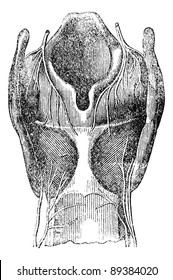 Arytenoid cartilage, vintage engraved illustration. Magasin Pittoresque 1875.