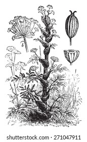 Asafoetida or asafetida, vintage engraved illustration. La Vie dans la nature, 1890. 