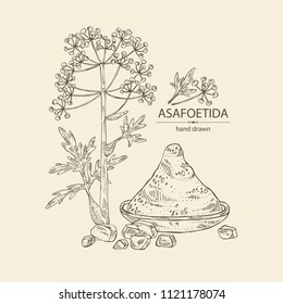Asafoetida: plant, asafoetida powder flowers and asafoetida leaves. Asfedida. Vector hand drawn illustration.