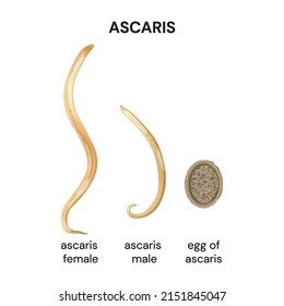 Ascaris  Illustration, Parasitic Nematode. Type Of Parasitic Worm Male And Female. Ascaris Egg. Vector.