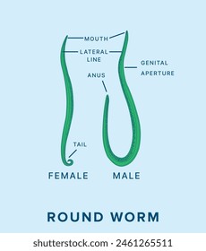 Ascaris lumbricoides, todos los Elementos están en capas separadas, el color se puede cambiar fácilmente