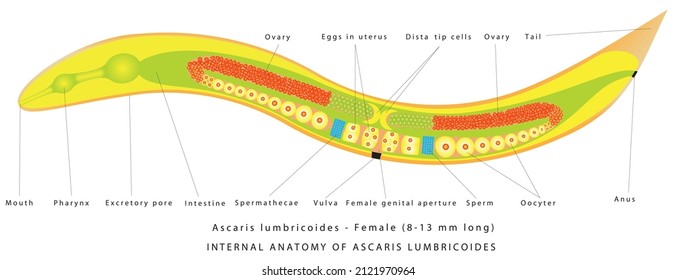 Ascaris Lumbricoides - Female. Internal anatomy of Ascaris Lumbricoides. The structure of the roundworm - Ascaris. Zoology. Animal morphology.  Parasitic roundworm.