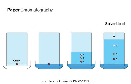 Ascending Paper Chromatography Vector Illustration In White Background 