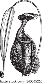 Ascidium is a genus of simple ascidians. The plant is organ shaped like a cup or pitcher, vintage line drawing or engraving illustration.