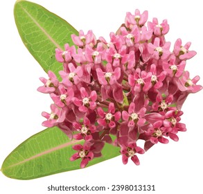 Asclepias sullivantii (Sullivant's Milkweed) Native North American Wildflower