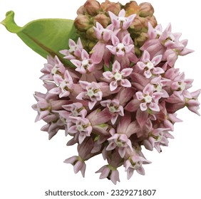 Asclepias syriaca (Common Milkweed) Isolated