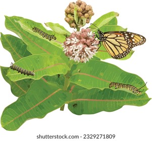 Asclepias syriaca (Common Milkweed) with Monarch Caterpillars and Butterfly Isolated