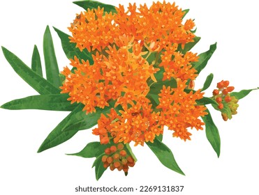 Asclepias tuberosa (Butterfly Milkweed) Native North American Prairie Wildflower Isolated 